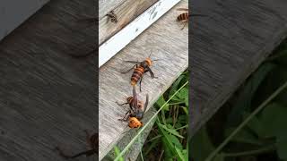 Heroic Honeybees Break Through Giant Hornet Blockade to Gather Nectar [upl. by Naitsirt]