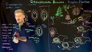 Gymnosperm life cycle seed production [upl. by Anelam]