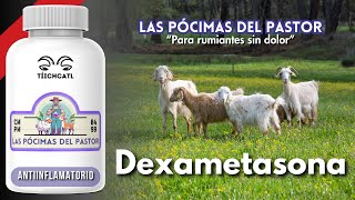 Las Pócimas del Pastor  Dexametasona [upl. by Akena]