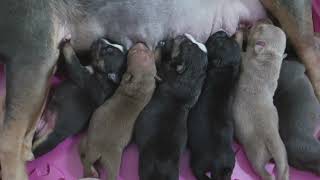 How To Whelp A American Bully Litter  Whelping Tips And Puppies For Sale [upl. by Yral]