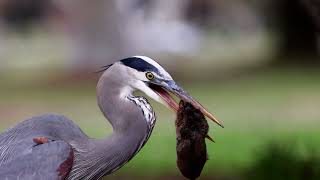 Great Blue Herons hunting gophers Autumn compilation [upl. by Assiruam318]