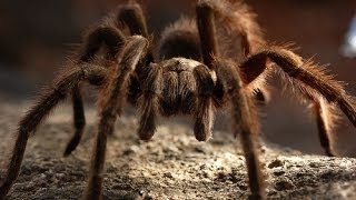 Tarantulas And Their Venomous Relations [upl. by Skilken650]