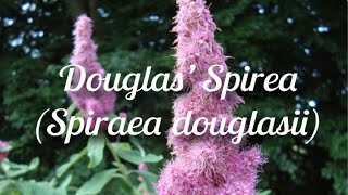 Douglas Spirea Choose a Spot for This Flowering Native With Care [upl. by Hayton]