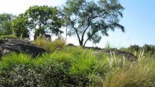 Kilimanjaro Safari Part 3 at Animal Kingdom [upl. by Elijah]