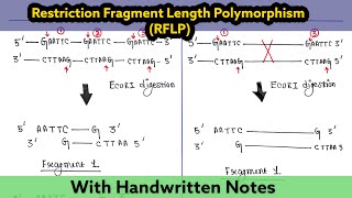 Restriction fragment Length Polymorphism  Difference between RFLP and AFLP [upl. by Eirahcaz]