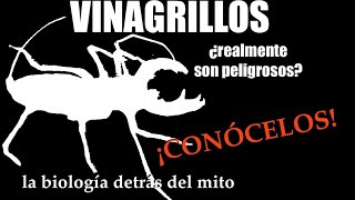 “Vinagrilloquot ¿madre alacrán 🦂 La biología detrás del mito T1 [upl. by Andrien]