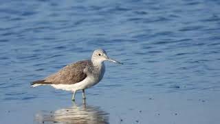 Common Greenshank Pantana Tringa nebularia [upl. by Angelle]