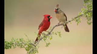 Cardinal bird one hour tweeting and singing for mating ❤️💕😍 [upl. by Cleopatra490]