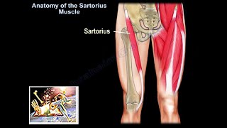 Anatomy Of The Sartorius Muscle  Everything You Need To Know  Dr Nabil Ebraheim [upl. by Rosemari]