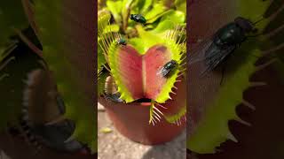 Natural bug trap 🪤 Flytrap plant vs flies 🦖 biology [upl. by Ahsimet]