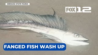 Fanged fish mysteriously wash up on Oregon coast [upl. by Stafani]