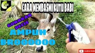 Kutu babi super banyak serang sapi di perkampungan [upl. by Leiria642]