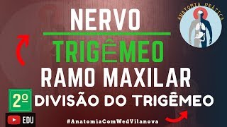 Nervo Trigêmeo RAMO MAXILAR❗ Quais São❗❓ Descubra Aqui Anatomia Prática [upl. by Ahsekan]