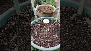 planting and caring for cucumbers in pots [upl. by Cozza]