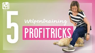 Welpentraining Tipps  5 Profitricks die Welpentraining effizienter machen [upl. by Nebeur822]