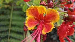 Peacock flowerCaesalpinia pulcherrima plant [upl. by Marjorie]