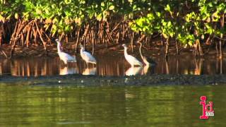 Caroni Swamp and Bird Sanctuary Trinidad and Tobago [upl. by Siladnerb845]