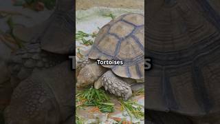 MindBlowing Facts About Indian Star Tortoise fascinatingcreatures amazingfacts animals facts [upl. by Ahlgren19]