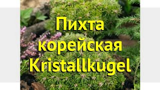 Пихта корейская корейская Kristallkugel Краткий обзор описание abies koreana Kristallkugel [upl. by Lela]