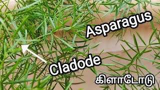 Cladode  Asparagus [upl. by Llimaj]