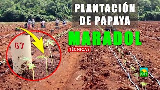 PLANTACIÓN DE PAPAYA MARADOL [upl. by Aniret]