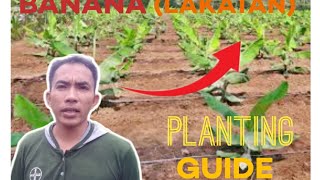 Banana Lakatan Planting Guide Tips [upl. by Lacey]