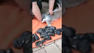 rabbit giving birth black baby rabbit trendingshorts viralshorts shorts [upl. by Georgeta3]