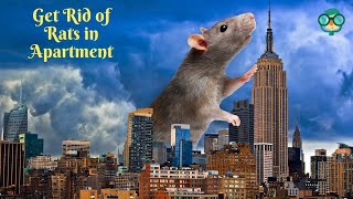 How to Get Rid of Rats in Apartment How Do Get Rid of Mice in House [upl. by Renaldo264]