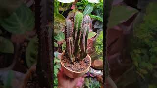 Кактус Цереус 🌵 cactus cereus succulent plants urbanjungle garden flowers [upl. by Legir74]