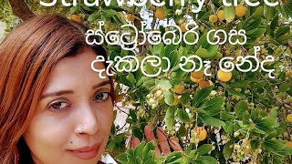 strawberry tree 🍓 ස්ට්‍රෝබරි ගස [upl. by Netneuq]