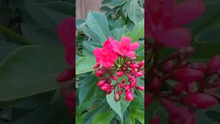 Red flowers of Jatropha Integerrima plant [upl. by Yreved789]