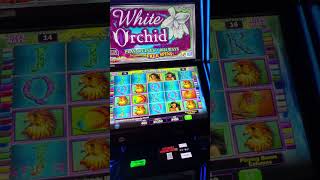 WHITE ORCHID FREE SPINS BONUS [upl. by Tower183]