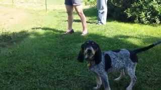 Blue Tick Coonhound Baying at horse [upl. by Strander]