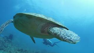 アオウミガメがうじゃうじゃ♪ カメパラダイス 久米島ダイビング Sea turtle paradiseKumejima diving [upl. by Letney]