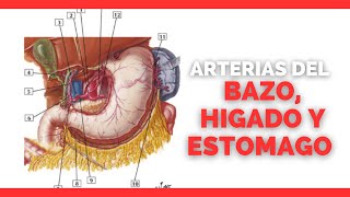 ✅ARTERIAS del ESTOMAGO BAZO E HIGADO  Anatomia en Enfermeria [upl. by Schuler]