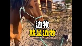 边牧一条狗的使命，草原才是边牧的家边牧狗狗牧羊犬 [upl. by Netaf]