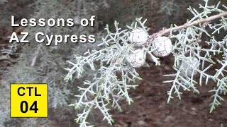 Climate Trees and Legacy 04  Lessons of Arizona Cypress [upl. by Epoillac753]