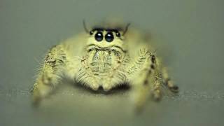 Giant Jumping Spider Hyllus diardi [upl. by Itra]