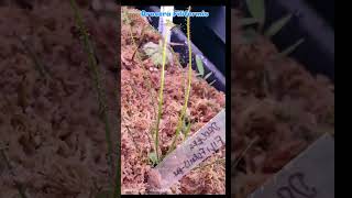 Dinner is served 🍽️ Watch as this Filiformis feasts on a mosquito 🌿🦟 Filiformis drosera sundew [upl. by Sumahs]