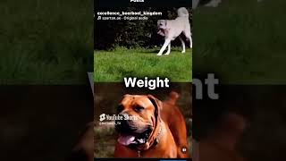 Boerboel Vs Kangal🔥🔥 WHO WINS FOR YOU boerboel boerboels kangal [upl. by Tasha823]