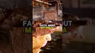 MATAMATA TURTLES FACTS shorts short shortvideo animals facts wildlife nature turtle [upl. by Gurias]