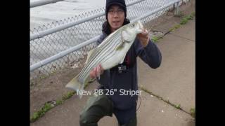 Striped Bass and Big Blue Cats in Washington DC [upl. by Yreffej]