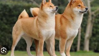 Akita Shiba Inu Köpeği  Yerli Kâşif Edit viral komik yerlikasif [upl. by Atnohs]