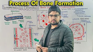 Steps of Bone Development Intramembranous Ossification Part 1 [upl. by Ardath432]