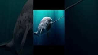 Interesting facts about Narwhals  AnimalsAndPets [upl. by Dorahs]