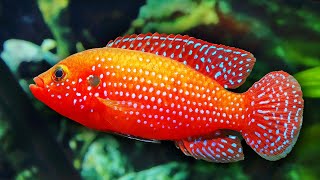 Top 10 Colorful Freshwater Aquarium Fish [upl. by Yenaffit705]