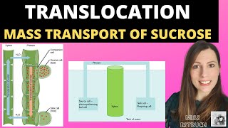 Alevel Biology TRANSLOCATION OF SUCROSE mass flow hypothesis in plants and structure of the phloem [upl. by Dowdell]