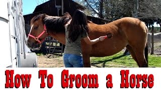 How To Groom a Horse  Spring Grooming Routine [upl. by Gerdi]