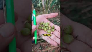 Cardamomo Marquense agricultura plantas naturaleza guatemala [upl. by Dagall]