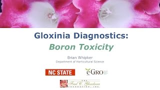 Gloxinia Boron Toxicity [upl. by Lammond]